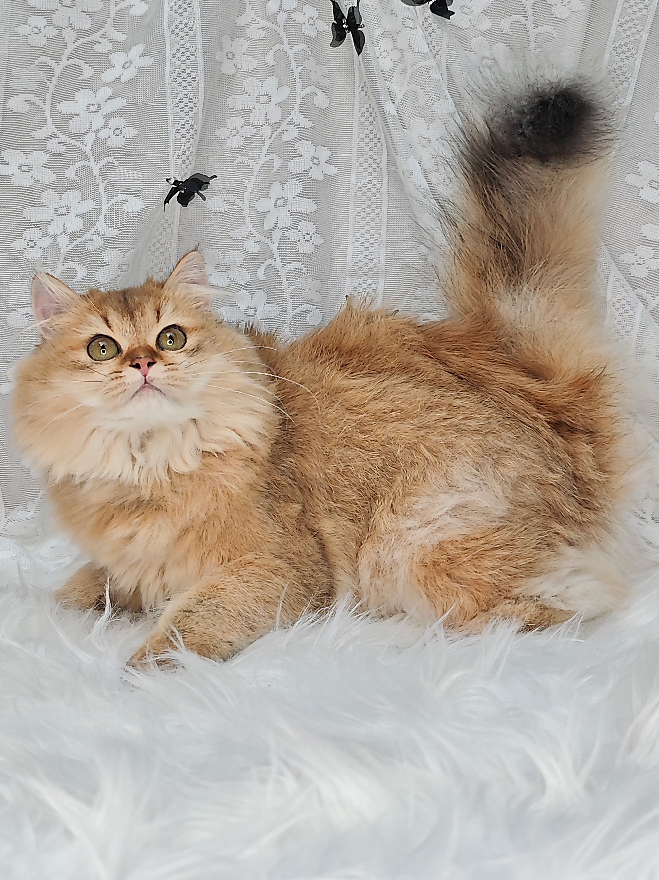 小精灵爆毛妹妹